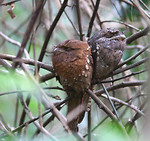 Birds from around the world